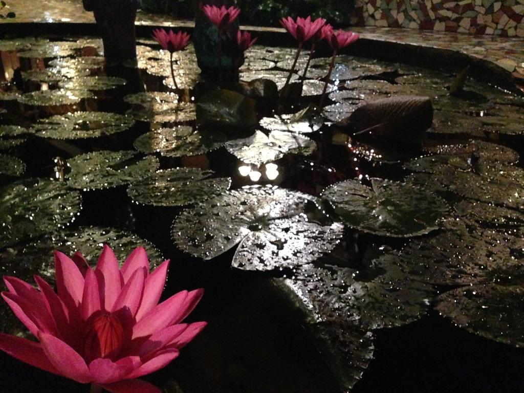The Lotus Garden Bed & Breakfast Puerto Princesa Exterior photo